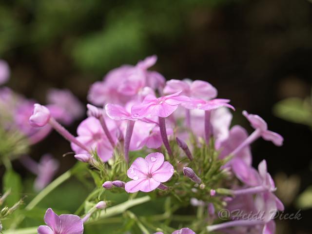 Phlox amplifolia.JPG